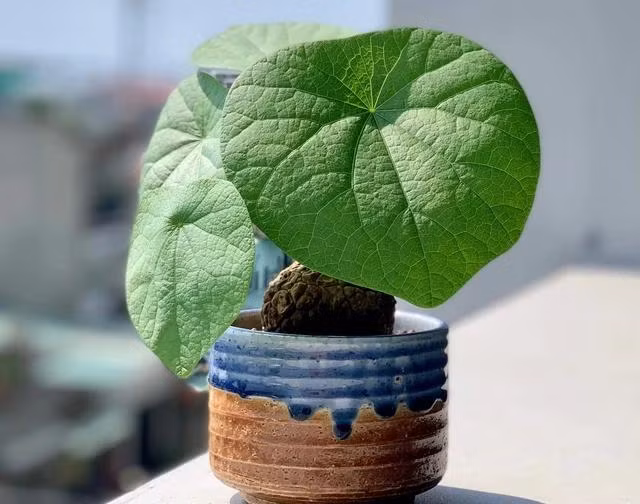 Cây bình vôi ưa sáng. Ảnh: MINH NĂNG