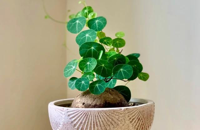 Một số cây bình vôi được chăm sóc kỹ lưỡng. Ảnh: MINH NĂNG