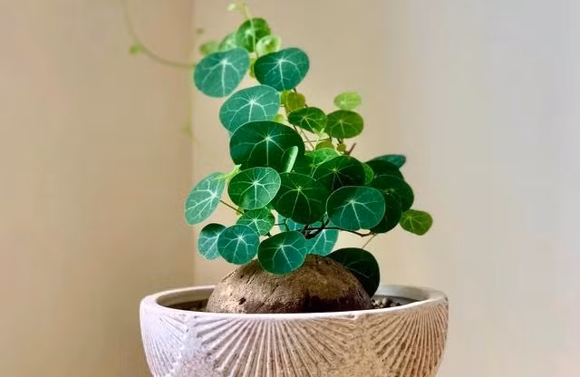 Một số cây bình vôi được chăm sóc kỹ lưỡng. Ảnh: MINH NĂNG