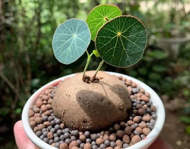 Cây bình vôi nhỏ nhắn, đáng yêu. Ảnh: TRỌNG PHÚC