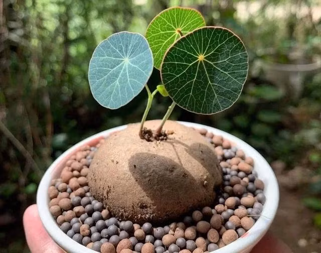 Cây bình vôi nhỏ nhắn, đáng yêu. Ảnh: TRỌNG PHÚC