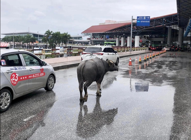 Con trâu đi lạc lên trước sảnh nhà ga hành khách T1 sân bay Nội Bài. Ảnh: Mạng xã hội Con trâu đi lạc lên trước sảnh nhà ga hành khách T1 sân bay Nội Bài. Ảnh: Mạng xã hội