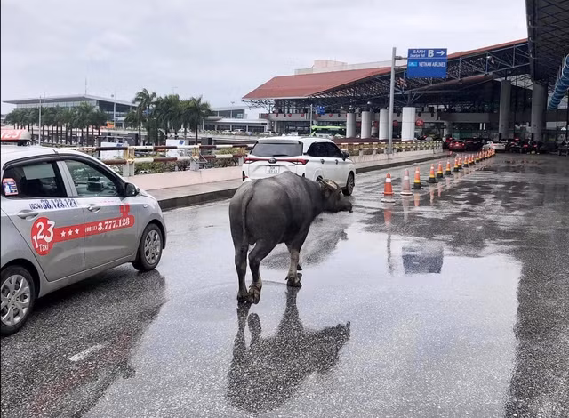 Con trâu đi lạc lên trước sảnh nhà ga hành khách T1 sân bay Nội Bài. Ảnh: Mạng xã hội
