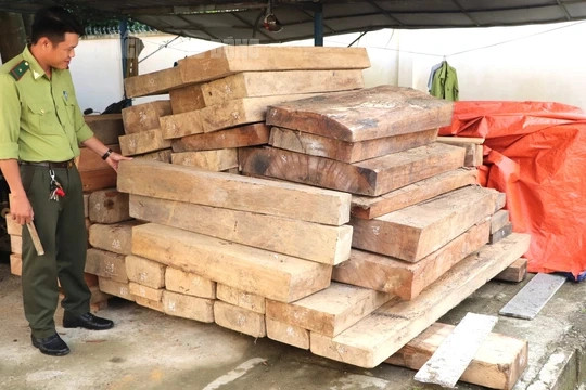 2 đống gỗ được thu giữ từ kho chứa trên đất của ông Võ Văn Ba