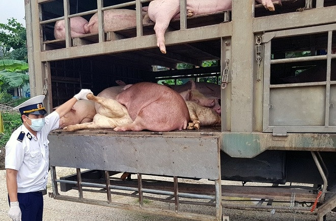 Thủ tướng Chính phủ chỉ đạo ngăn chặn, xử lý nghiêm các trường hợp buôn bán, vận chuyển trái phép lợn qua biên giới vào Việt Nam. Ảnh tư liệu