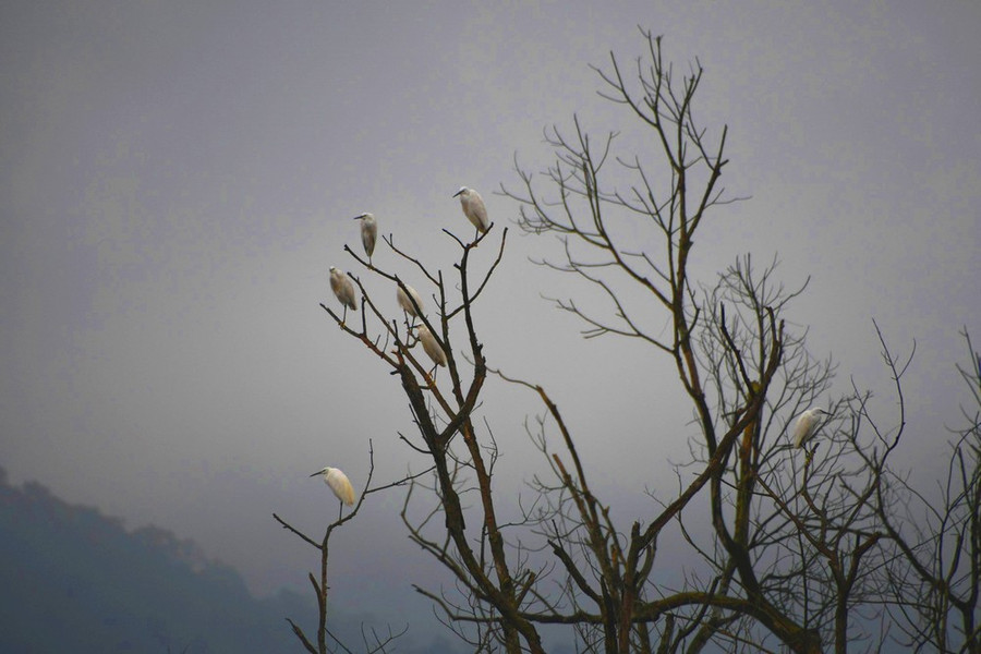 Những chú cò trắng đậu trên cành cây.