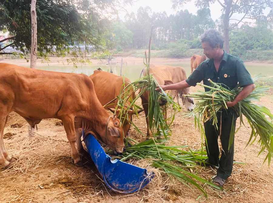Ông Quách Văn Ba (buôn Sar) chăm sóc đàn bò của gia đình. Ảnh: V.C