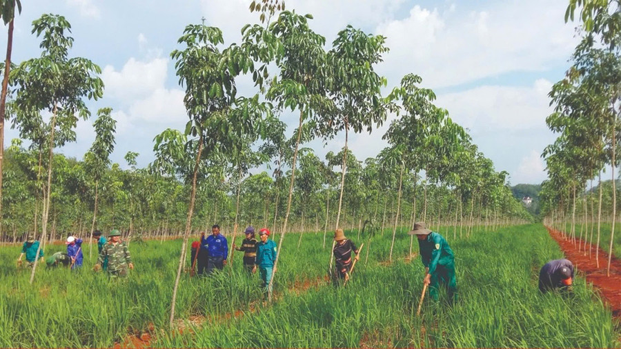 Công ty 72 cho người dân mượn đất tái canh cây cao su để trồng lúa. Ảnh: Vĩnh Hoàng