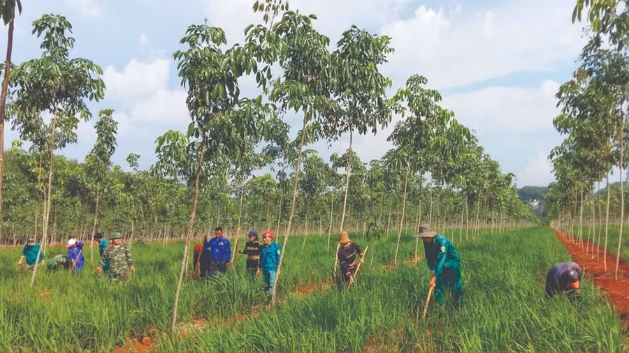 Công ty 72 cho người dân mượn đất tái canh cây cao su để trồng lúa. Ảnh: Vĩnh Hoàng