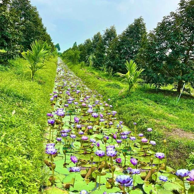 Tận dụng các ao bỏ không trong vườn sầu riêng, chị Sánh trồng hoa súng kiểng Tận dụng các ao bỏ không trong vườn sầu riêng, chị Sánh trồng hoa súng kiểng