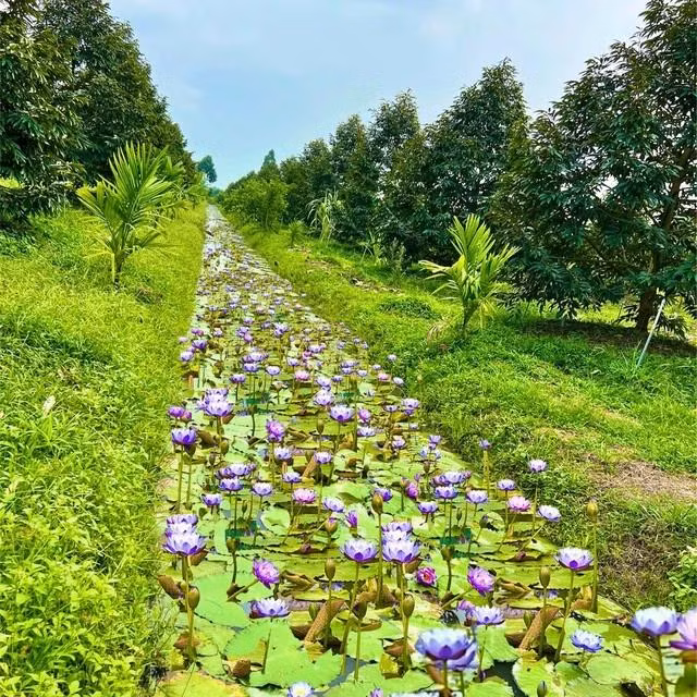 Tận dụng các ao bỏ không trong vườn sầu riêng, chị Sánh trồng hoa súng kiểng