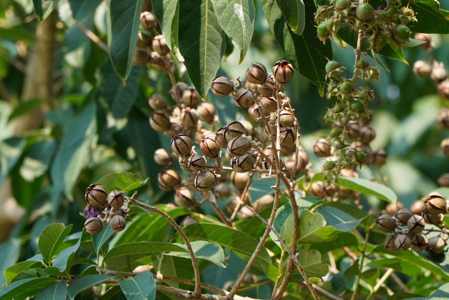 Một số cành hoa băng lăng đơm hoa sớm đã kết trái.