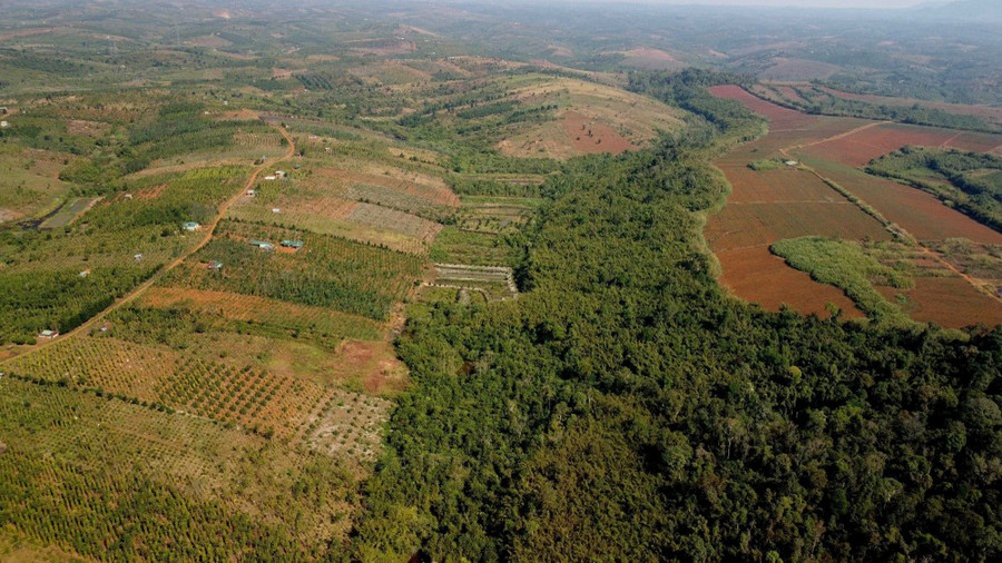 Rừng bị tàn phá, lấn chiếm tràn lan trên lâm phần được giao cho Công ty Cổ phần Basaltstone. (Ảnh: Minh Hưng/TTXVN) Rừng bị tàn phá, lấn chiếm tràn lan trên lâm phần được giao cho Công ty Cổ phần Basaltstone. (Ảnh: Minh Hưng/TTXVN)