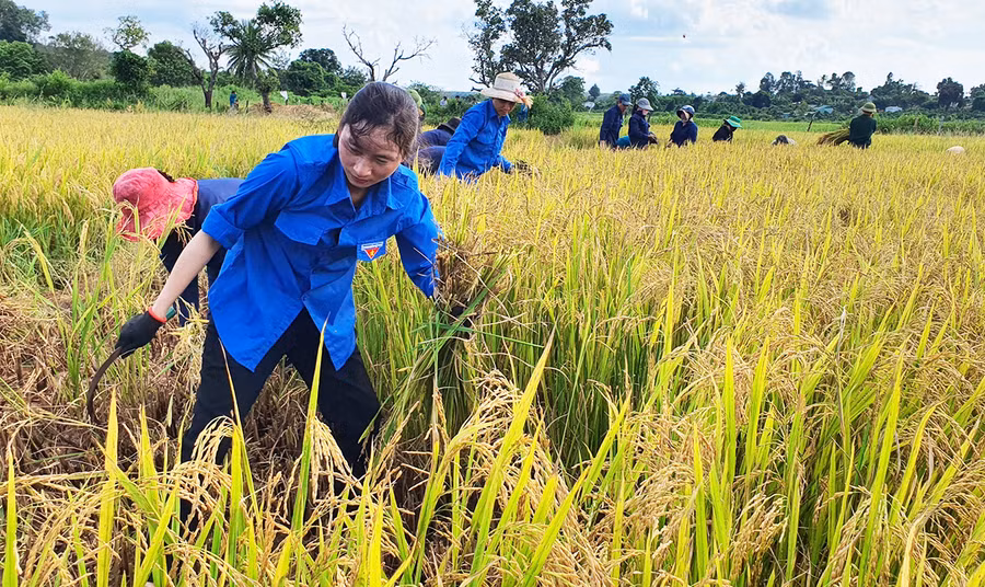 Cánh đồng lúa nước làng Tung (xã Ia Nan, huyện Đức Cơ) do các trí thức trẻ hướng dẫn người dân trồng. Ảnh: Vĩnh Hoàng