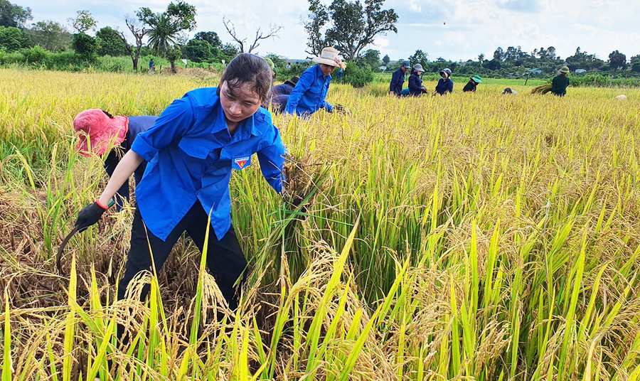 Cánh đồng lúa nước làng Tung (xã Ia Nan, huyện Đức Cơ) do các trí thức trẻ hướng dẫn người dân trồng. Ảnh: Vĩnh Hoàng Cánh đồng lúa nước làng Tung (xã Ia Nan, huyện Đức Cơ) do các trí thức trẻ hướng dẫn người dân trồng. Ảnh: Vĩnh Hoàng