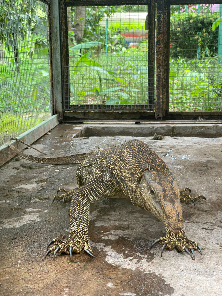 Kỳ đà vân được phát hiện nằm trong sách đỏ của Việt Nam và thế giới. Ảnh: Trần Ngọc