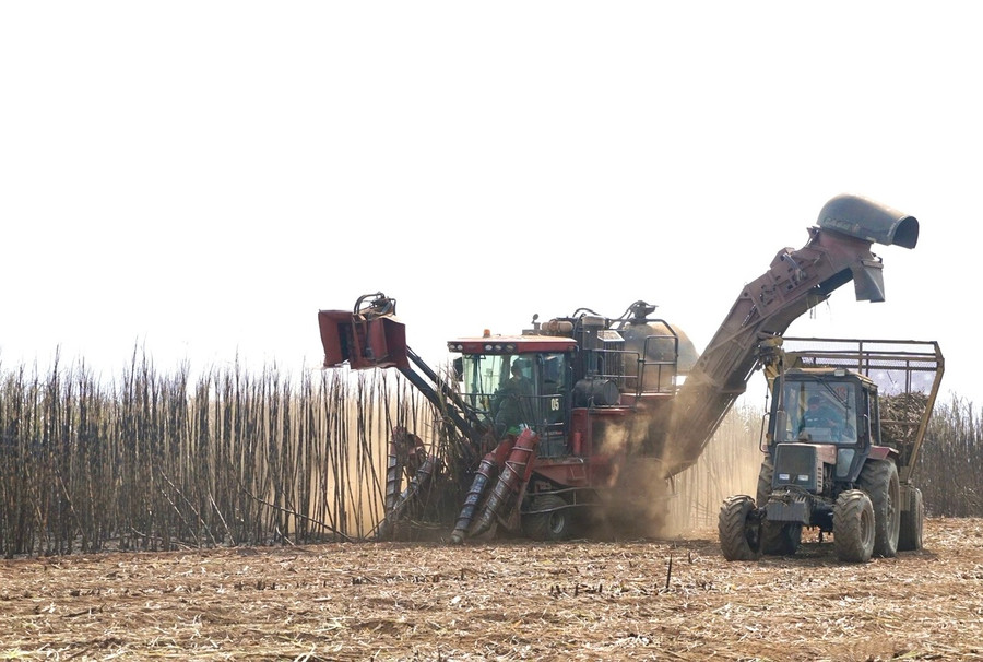 Nhà máy Đường An Khê hỗ trợ xe cơ giới giúp người dân đẩy nhanh tiến độ thu hoạch mía cháy. Ảnh: M.P Nhà máy Đường An Khê hỗ trợ xe cơ giới giúp người dân đẩy nhanh tiến độ thu hoạch mía cháy. Ảnh: M.P