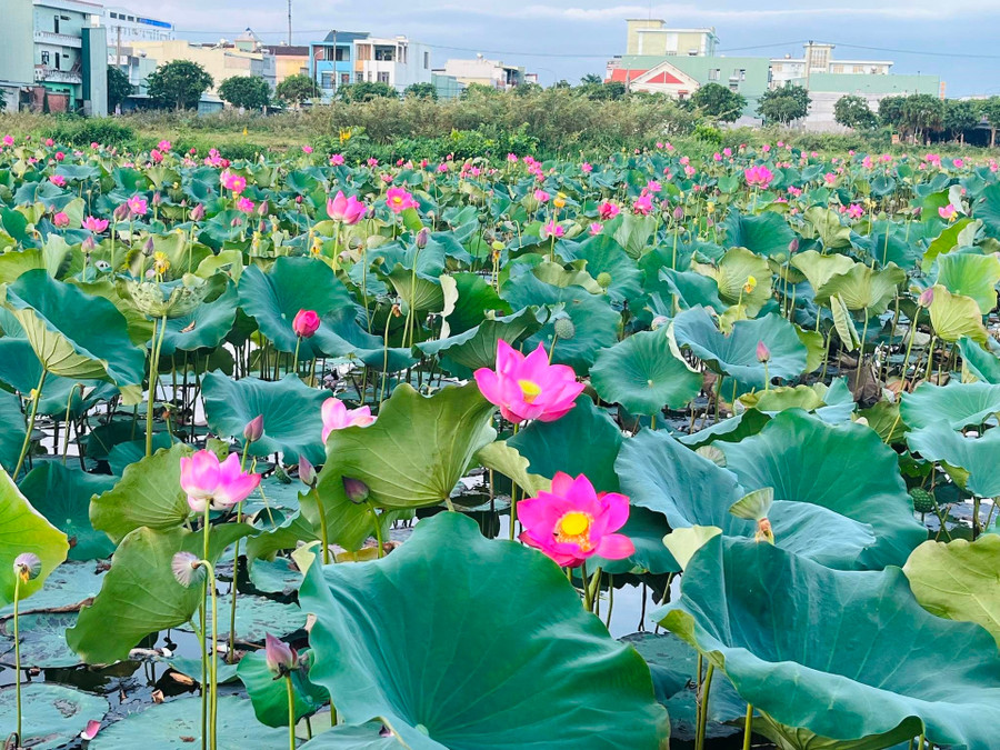 Đầm sen trong phố. Ảnh: X.H Đầm sen trong phố. Ảnh: X.H