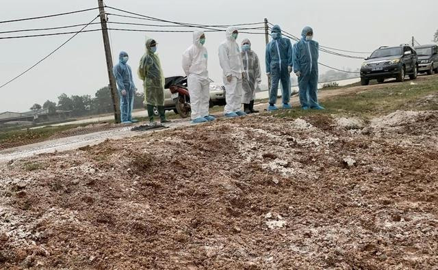 Cục Thú y (Bộ NN-PTNT) đã có chỉ đạo các địa phương tăng cường giám sát, phát hiện sớm các ổ dịch cúm gia cầm. ẢNH: P.H Cục Thú y (Bộ NN-PTNT) đã có chỉ đạo các địa phương tăng cường giám sát, phát hiện sớm các ổ dịch cúm gia cầm. ẢNH: P.H