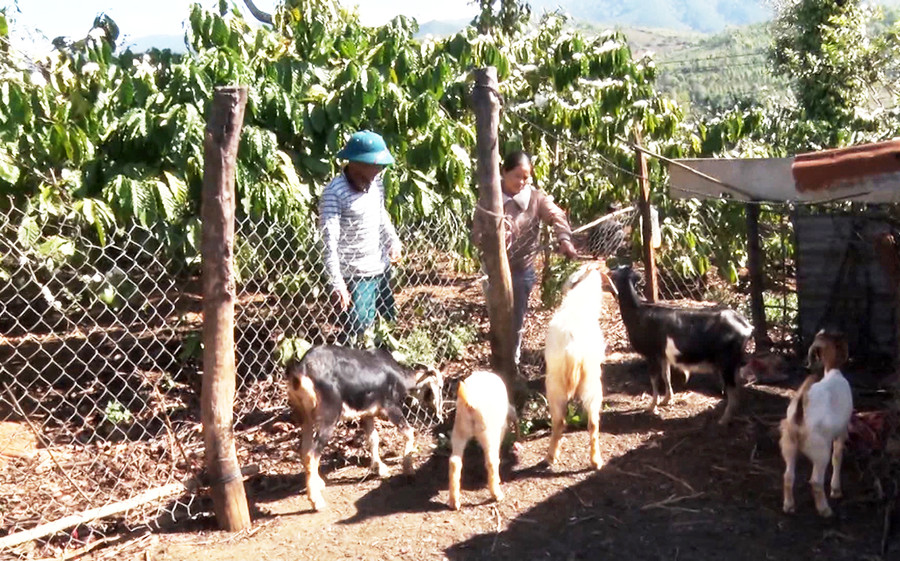 Anh Thôm chăm sóc đàn dê của gia đình. Ảnh: Hà Phương