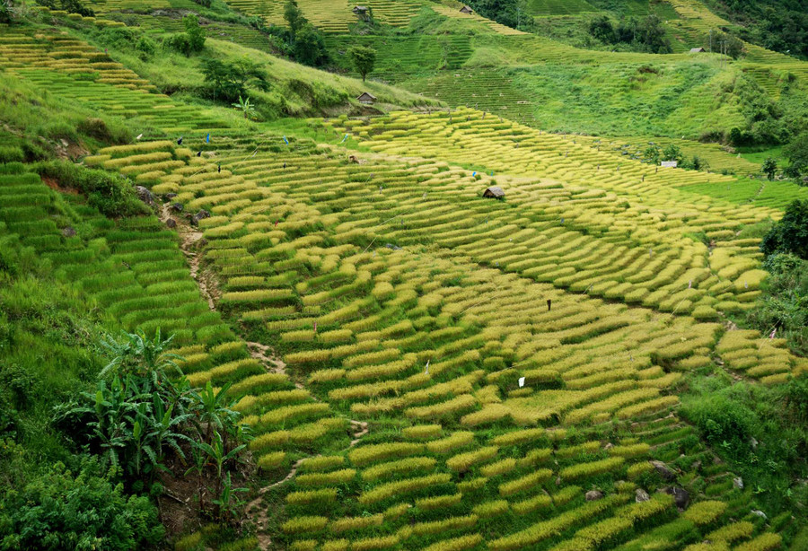 Màu vàng óng ả của những thửa ruộng trải dài như dòng thác đổ đẹp nao lòng.
