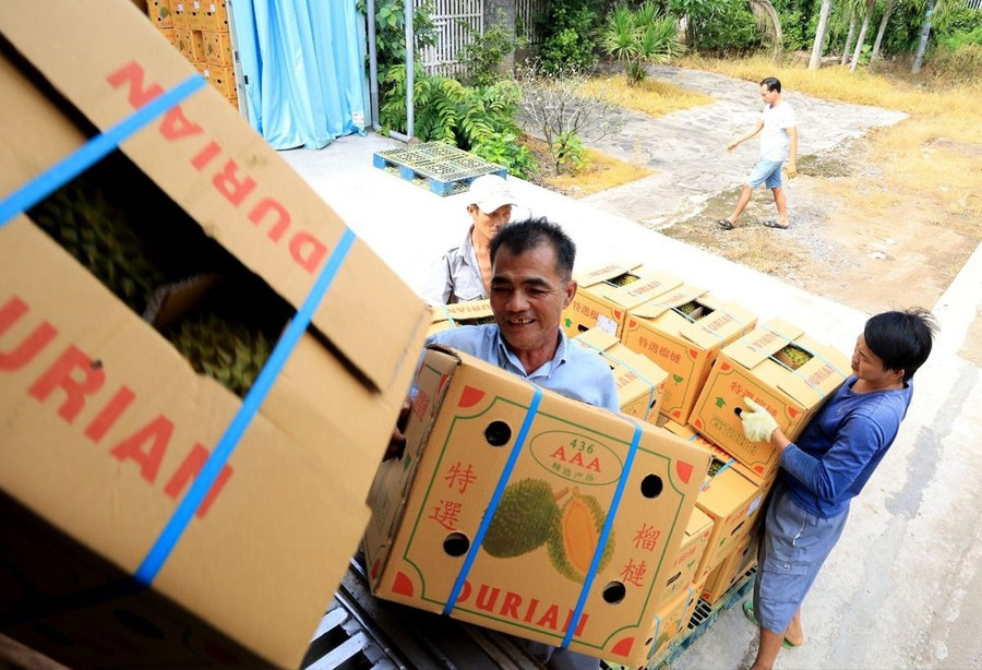 Vận chuyển sầu riêng xuất khẩu đi Trung Quốc tại Vựa trái cây Hùng Loan, 94 QL20, thị trấn Tân Phú, huyện Tân Phú (Đồng Nai). (Ảnh: Hồng Đạt/TTXVN) Vận chuyển sầu riêng xuất khẩu đi Trung Quốc tại Vựa trái cây Hùng Loan, 94 QL20, thị trấn Tân Phú, huyện Tân Phú (Đồng Nai). (Ảnh: Hồng Đạt/TTXVN)