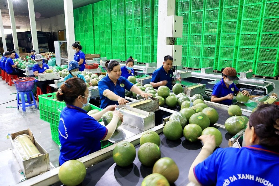 Dây chuyền đóng gói bưởi da xanh xuất khẩu tại Cơ sở Hương Miền Tây, ấp Phước Trung, xã Phước Mỹ Trung, huyện Mỏ Cày Bắc (tỉnh Bến Tre). (Ảnh: Hồng Đạt/TTXVN) Dây chuyền đóng gói bưởi da xanh xuất khẩu tại Cơ sở Hương Miền Tây, ấp Phước Trung, xã Phước Mỹ Trung, huyện Mỏ Cày Bắc (tỉnh Bến Tre). (Ảnh: Hồng Đạt/TTXVN)