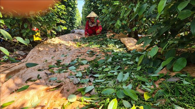 Nông dân Gia Lai thu hoạch hồ tiêu 2023. Ảnh: Hồng Điệp/TTXVN