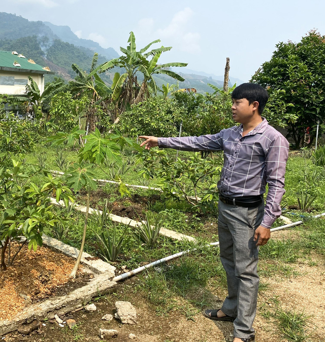 Vườn ổi nhà anh Vương được đầu tư hệ thống tưới nước tự động. Ảnh: Hải Phong Vườn ổi nhà anh Vương được đầu tư hệ thống tưới nước tự động. Ảnh: Hải Phong