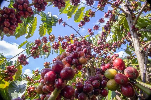 Giá cà phê vọt tăng.