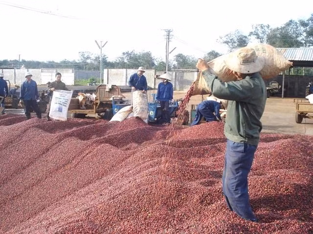 Cà phê là mặt hàng xuất khẩu truyền thống của Đắk Lắk.