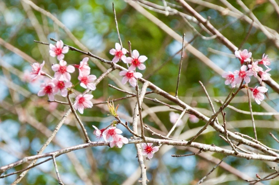 Dự kiến, 7-10 ngày tới hoa mai anh đào sẽ nở rộ khắp Măng Đen. Dự kiến, 7-10 ngày tới hoa mai anh đào sẽ nở rộ khắp Măng Đen.
