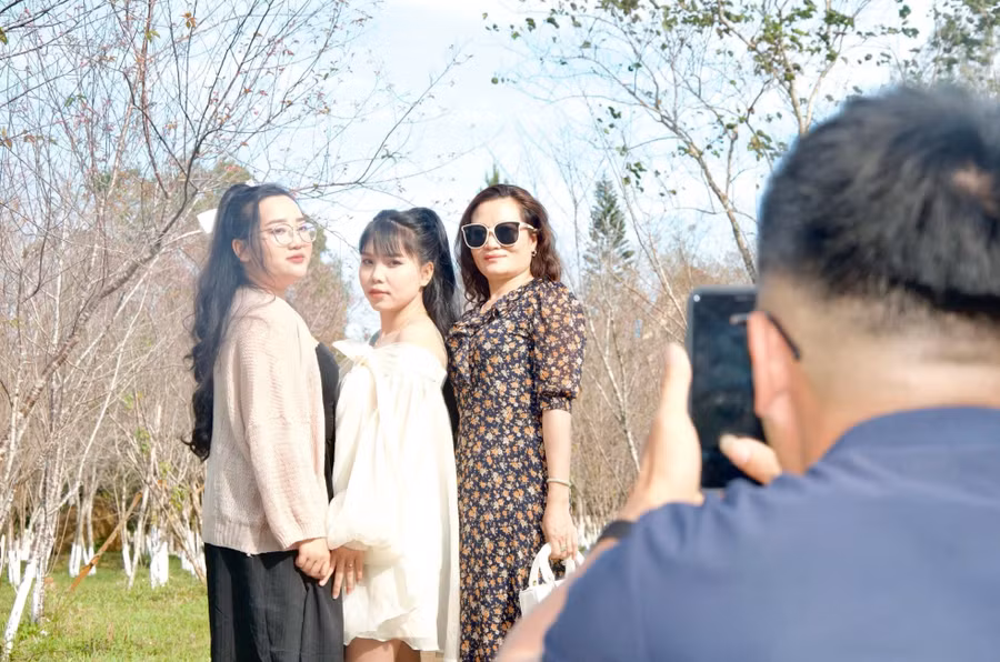 Hiện các loại đào khác đã bắt đầu nở rộ, một số cây hoa mai anh đào cũng bắt đầu nở.