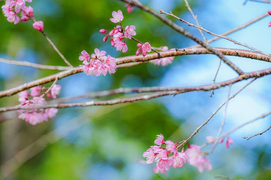 Những bông hoa mai anh đào đầu tiên nở tại Măng Đen Những bông hoa mai anh đào đầu tiên nở tại Măng Đen