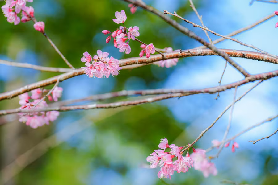 Những bông hoa mai anh đào đầu tiên nở tại Măng Đen
