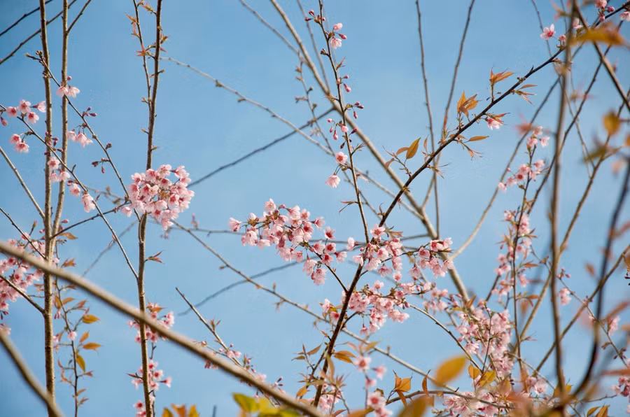 Theo người dân, thời tiết mát mẻ, hoa đào sẽ giữ được sắc hồng tươi thắm gần một tháng. Măng Đen hứa hẹn một mùa hoa đào rực rỡ.