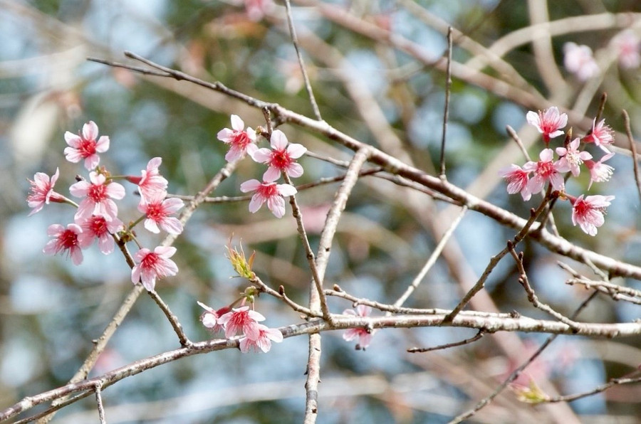 Những bông hoa đầu tiên nở tại Măng Đen. Ảnh: Thái Lâm. Những bông hoa đầu tiên nở tại Măng Đen. Ảnh: Thái Lâm.