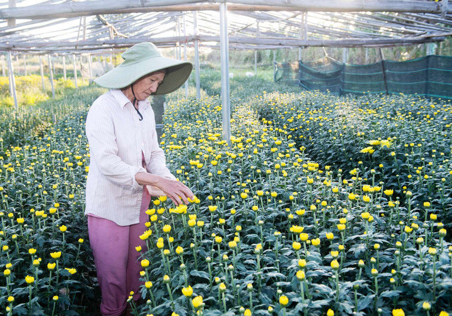 Phát triển nông nghiệp ứng dụng công nghệ cao. Ảnh: ĐT/baokontum