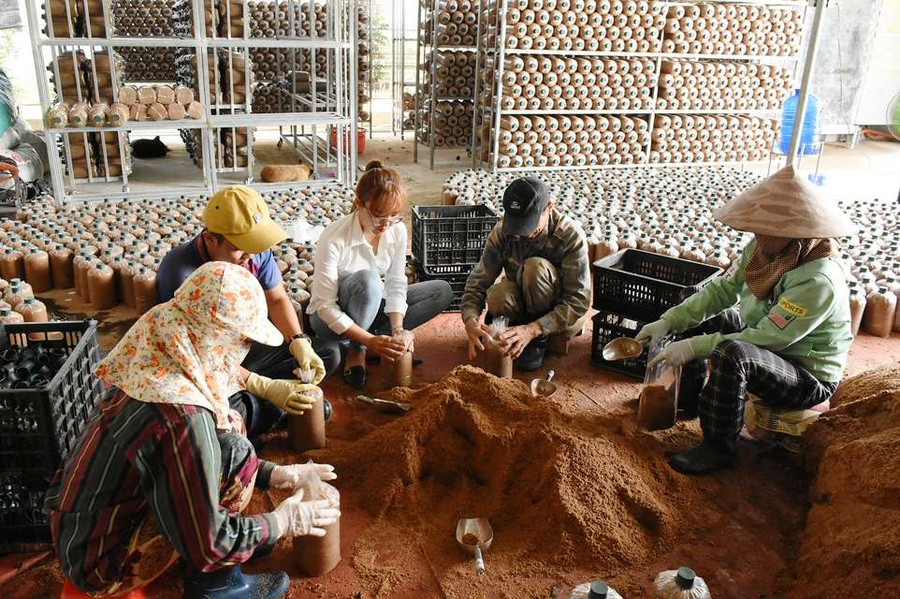 Thành viên hợp tác xã miệt mài làm việc. Ảnh: H.T