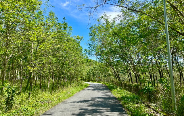 Cuối tuần đi Bình Dương tắm Suối Trúc, ăn lẩu cá không tên - Ảnh 1. Đường vào Suối Trúc ở xã Định Thành, H.Dầu Tiếng, tỉnh Bình Dương. Ảnh: HUỲNH NHI