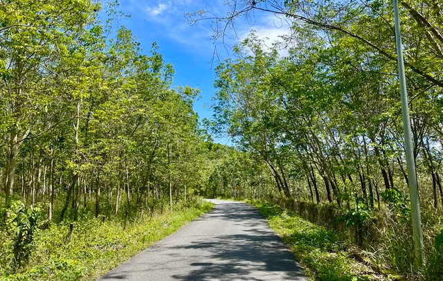 Đường vào Suối Trúc ở xã Định Thành, H.Dầu Tiếng, tỉnh Bình Dương. Ảnh: HUỲNH NHI