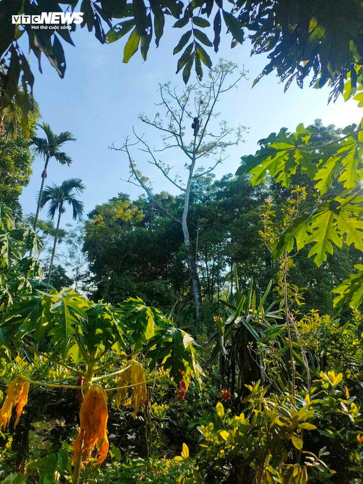 Mạo hiểm trèo lên ngọn cây cao vút để lấy nhộng ong.