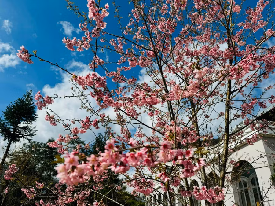 Sắc hồng rực của cánh hoa đào làm đất trời Sa Pa như được sưởi ấm trong tiết trời đông.