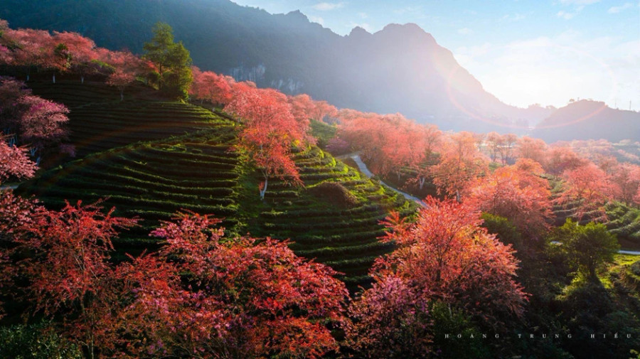 Những rặng anh đào như dải lụa hồng mềm mại vắt quanh đồi chè xanh mướt tại đồi chè Ô Quy Hồ Những rặng anh đào như dải lụa hồng mềm mại vắt quanh đồi chè xanh mướt tại đồi chè Ô Quy Hồ