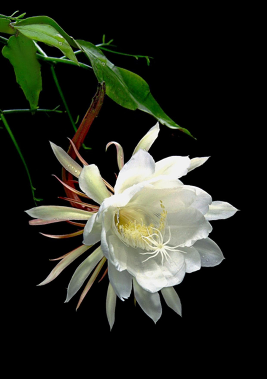 Hoa quỳnh. Ảnh: Tiến Thịnh