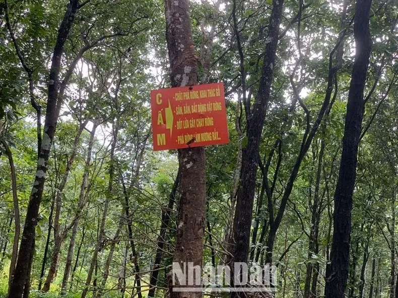 Mặc dù ngay khu vực phá rừng được phát hiện trong năm 2021 có treo bảng cấm phá rừng, khai thác gỗ.