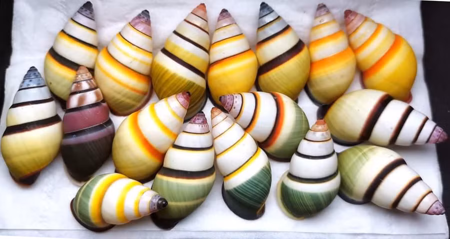 Những con ốc hương rừng qua bàn tay khéo léo của anh Y Byôn trở thành vật trưng bày đẹp mắt (ảnh nhân vật cung cấp). Những con ốc hương rừng qua bàn tay khéo léo của anh Y Byôn trở thành vật trưng bày đẹp mắt (ảnh nhân vật cung cấp).