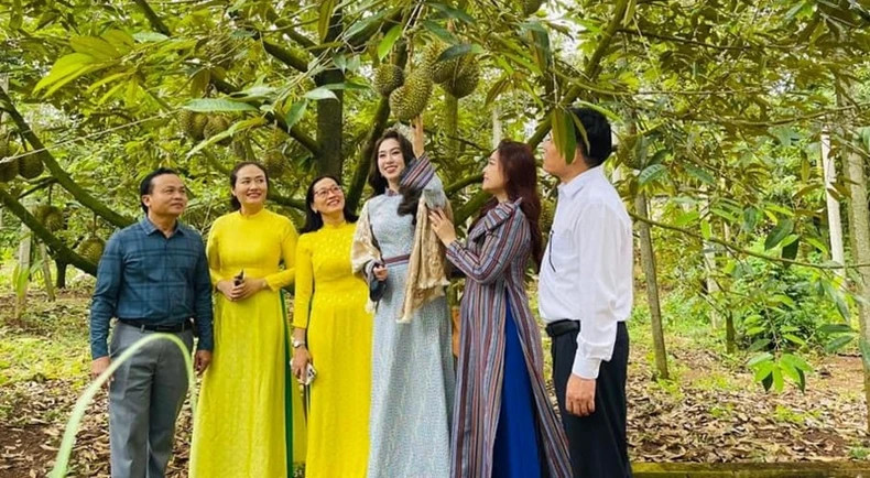 Theo lãnh đạo huyện Krông Pắc, nhân dân trên địa bàn mua số lượng lớn xe ô-tô như vậy là nhờ trúng sầu riêng.