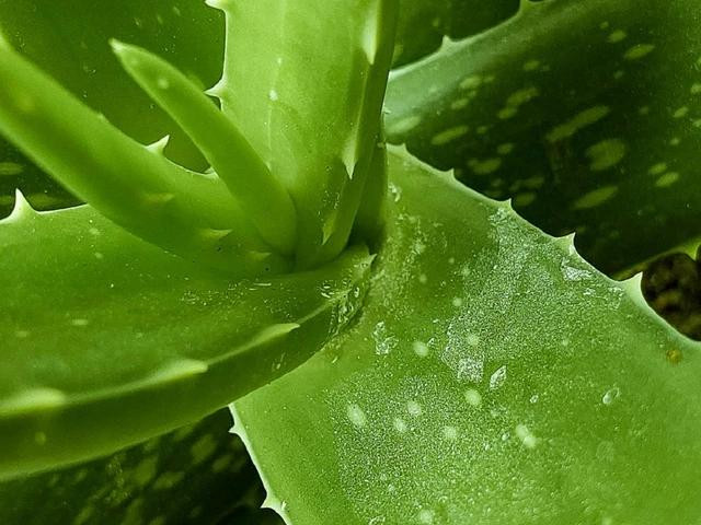 Nha đam chứa các chất có đặc tính kháng viêm rất có lợi cho da. Ảnh PEXELS