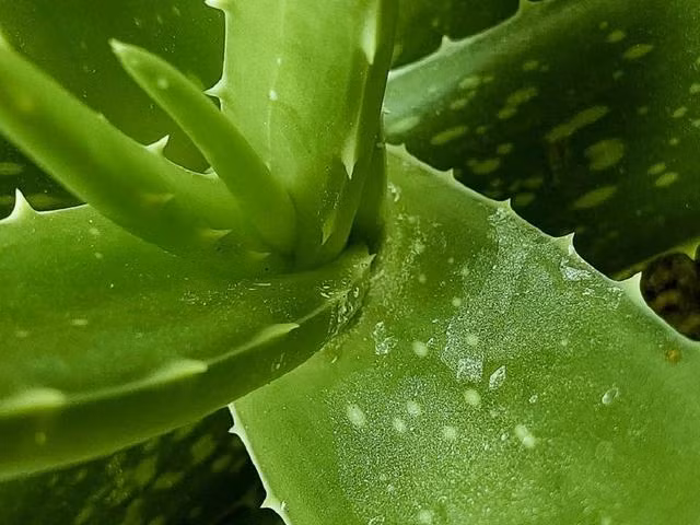 Nha đam chứa các chất có đặc tính kháng viêm rất có lợi cho da. Ảnh PEXELS